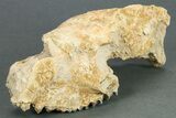 Partial Oreodont (Merycoidodon) Upper Skull - South Dakota #269855-3